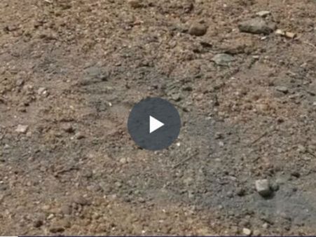 காளவாசல் மசூதியில் வெடிமருந்து நிரப்பிய பந்து கண்டெடுப்பு... திட்டமிட்ட சதியா? - வீடியோ