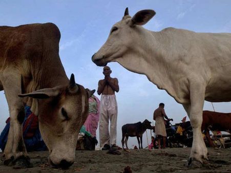 மகாராஷ்டிராவில் பசு பாதுகாவலர்களுக்கு அடையாள அட்டை வழங்கும் விஷ்வ ஹிந்து பரிஷத்!