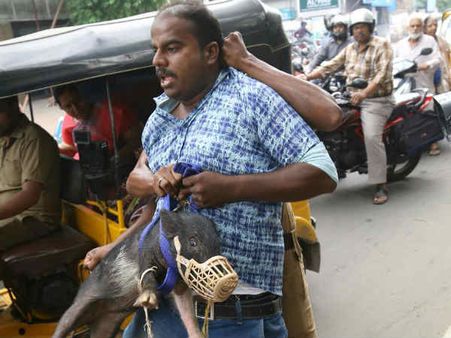 பன்றிகளுக்கு பூணூல் அணிவிக்கும் போராட்டம் - தபெதிகவைச் சேர்ந்த 9 பேர் கைது