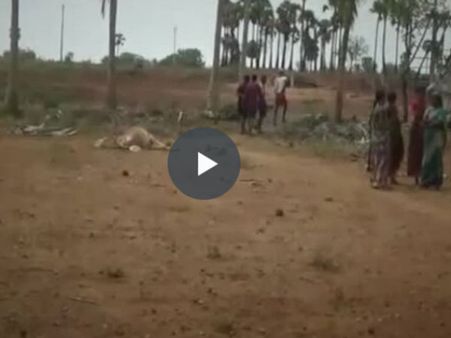 மர்மநோய் தாக்கி மடியும் மாடுகள் ... பீதியில் விவசாயிகள் - வீடியோ