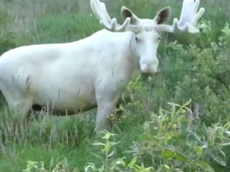 3 ஆண்டுகளாக காத்திருந்து காத்திருந்து... தற்போது கேமராவில் பிடிக்கப்பட்ட அரிய வகை வெள்ளைநிற கடமான்