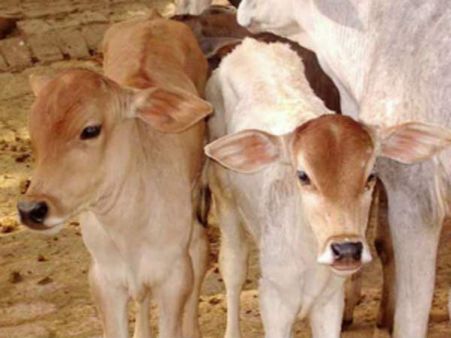 கன்றுக் குட்டியை தெரியாமல் கொன்ற பெண்.. ஒரு வாரம் பிச்சை எடுக்க உத்தரவிட்ட பஞ்சாயத்து