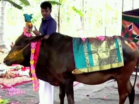 நாட்டுப் பசுமாட்டுக்கு ஆசையுடன் வளைகாப்பு நடத்திய பசுநேசர்!