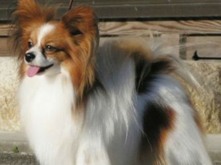 நாய்க்குட்டியை பலாத்காரம் செய்து கொன்ற காமக்கொடூரன்