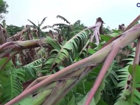 தூத்துக்குடி அருகே பலத்த சூறை காற்றால் வாழைகள் சேதம்.. விவசாயிகள் கவலை