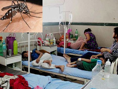 டெங்கு கொசு 