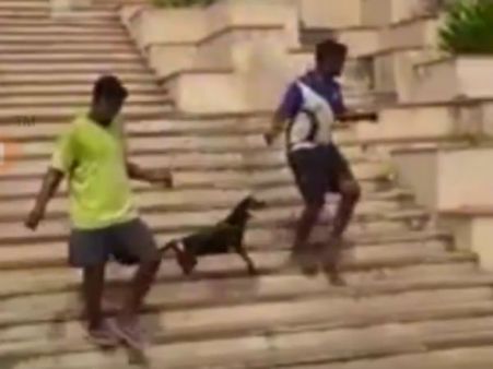 கழுத்தில் கயிறு போட்டு நாயை தூக்கிய தாம்பரம் நகராட்சி ஊழியர்கள்... வைரலான வீடியோவால் வழக்கு!