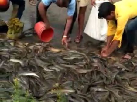 பெங்களூரில் சாலையோரத்தில் துடித்த 1000 கிலோ மீன்கள்... அள்ளிச் சென்ற பொதுமக்கள்