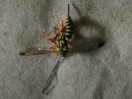 ஆரணி அருகே புது 