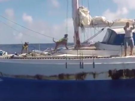 நாயுடன் ஐந்து மாதம் நடுகடலில் தனியாக தத்தளித்த பெண்கள்... நிஜத்தில் ஒரு 'லைஃப் ஆப் பை'