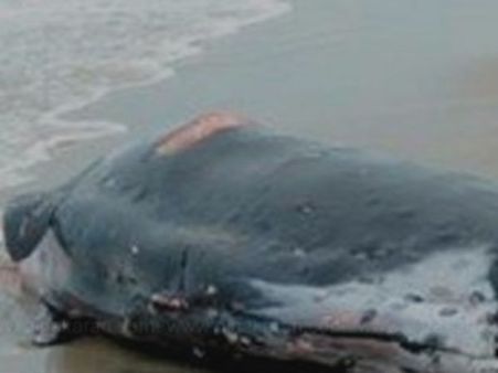 திருச்செந்தூர் கடலில் இறந்து மிதந்த ராட்சத திமிங்கலம்!