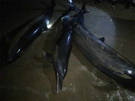 இறந்த நிலையில் கரை ஒதுங்கிய டால்பின்கள்: வனத்துறையினர் தீவிர ஆய்வு