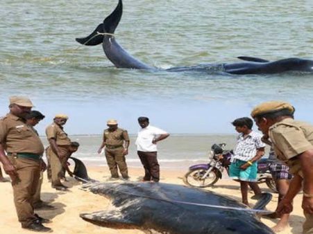 திருச்செந்தூர் அருகே திடீரென கூட்டமாக கரை ஒதுங்கிய டால்பின்கள்!