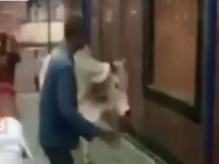 பாஜக எம்.பி. ஹேமமாலினியை முட்ட முயன்ற காளை மாடு...ஸ்டேஷன் மாஸ்டர் சஸ்பென்ட்... பரபர வீடியோ