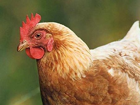 கலி முத்திப் போச்சு: கோழியை பலாத்காரம் செய்த சிறுவன்