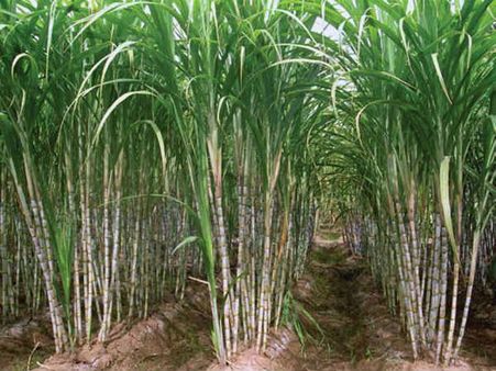 வேளாண் ஆராய்ச்சி மையங்களை குறைக்க மத்திய அரசு திட்டம்...தமிழகத்தில் 3 மையங்களுக்கு விரைவில் மூடுவிழா