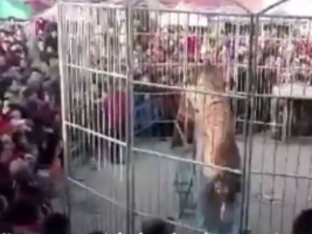 நிக்காம ஓடு... ஓடு... கிடைத்த கேப்பில் சர்க்கஸ் கூண்டை திறந்து தப்பித்த புலி