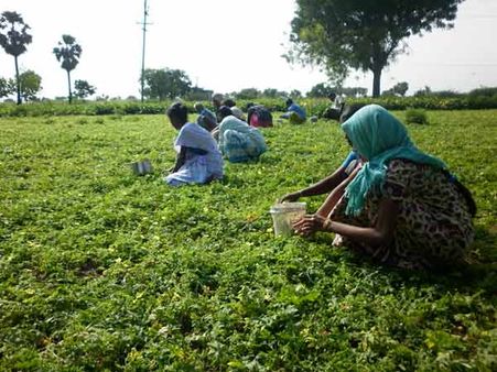 மிளகாய் சாகுபடி பாதிப்பு... தண்ணீர் இல்லாமல் திண்டாடும் நெல்லை விவசாயிகள்!