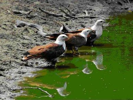 கோடியக்கரையில் குவியும் வெளிநாட்டு பறவைகளை.. சுற்றுலா பயணிகள் படையெடுப்பு