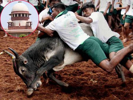 ஜல்லிக்கட்டுக்கு தடை இல்லை- அரசியல் சாசன பெஞ்சுக்கும் மாற்றம்!!