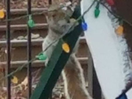 அணிலை கைது செய்த அமெரிக்க போலீஸ்.. செய்த குற்றம் என்ன தெரியுமா?