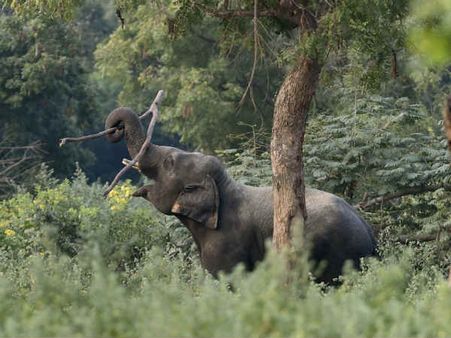 பொங்கலுக்கு வண்டலூர் செல்கிறீர்களா?... அப்போ ஆன்லைனில் டிக்கெட் புக் பண்ணுங்க குட்டீஸ்!