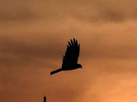 பைநாகப்பாம்பே பைந்தமிழை இழித்தாய்