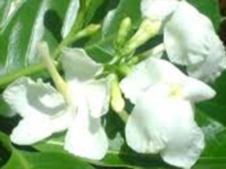 மல்லிகை பூ விலை கடும் உயர்வு - நந்தியா வட்டை பூவை சேலம் மல்லி என கூறி மோசடி!