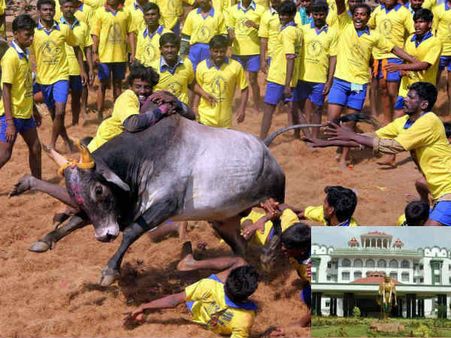 அனுமதியின்றி ஜல்லிக்கட்டு போட்டிகள் நடத்தினால் நடவடிக்கை எடுக்கலாம்: உயர்நீதிமன்றம்