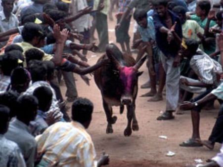 முதல் முறையாக கோவையில் ஜல்லிக்கட்டு - உற்சாகமாக களமாடிய மாடுபிடிவீரர்கள்!