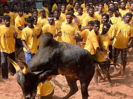 பொங்கல் நெருங்குது.. துள்ளிகிட்டு ஓடிவர தயாராகும் ஜல்லிக்கட்டு காளைகள்