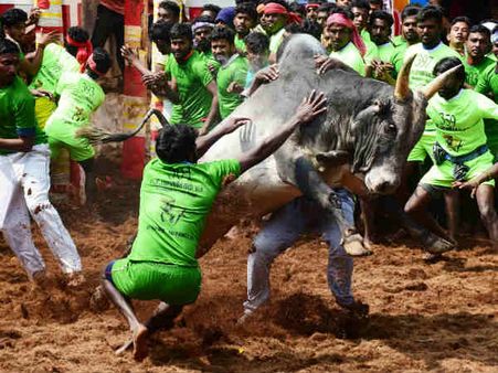 தமிழகத்தில் இந்த வருடம் நடைபெற்ற ஜல்லிக்கட்டுகளை சட்ட விரோதமாக கருத முடியும்: ஹைகோர்ட் கிளை தடாலடி