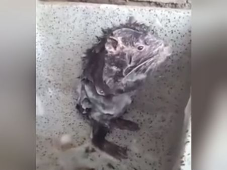 மனிதர்கள் போல் சோப்பு போட்டுக்குளித்த எலி.. வைரலாகும் வீடியோ!