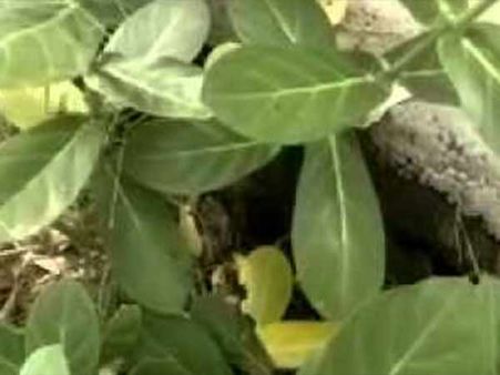 ரத சப்தமி: ஏழு எருக்கம் இலையை வைத்து குளிப்பது ஏன் தெரியுமா?