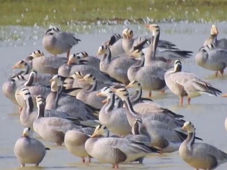 வறண்டு போன நெல்லை கூந்தன்குளம்.. திசை மாறிய பறவைகள்