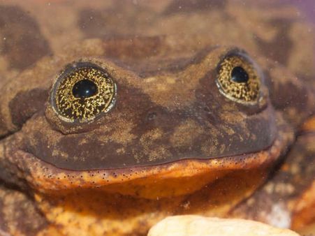 தவளைக்கு பெண் தேடும் படலம்.. கோடிக்கணக்கில் நிதி.. வித்தியாசமான வேலன்டைன்ட்ஸ் டே கொண்டாட்டம்!