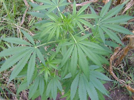 சென்னையில் கஞ்சா செடியோடு ஃபேஸ்புக்கில் படம் போட்ட இளைஞர்கள் கைது