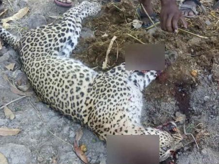 கிருஷ்ணகிரி அருகே மாடுகளைத் தாக்க வந்த சிறுத்தையை வெட்டிக் கொன்ற விவசாயி