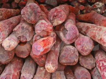 திருப்பதி அருகே செம்மரம் வெட்டி கடத்த வந்ததாக 13 தமிழர்கள் கைது