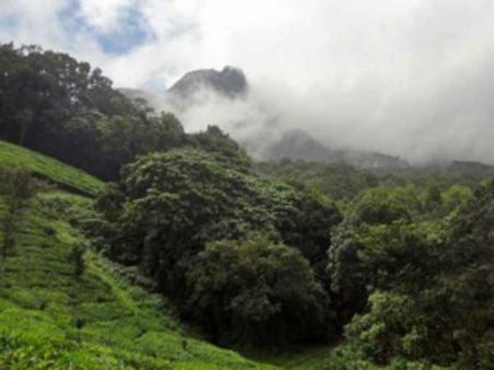 காடுகளை காப்போம் #internationaldayofforests