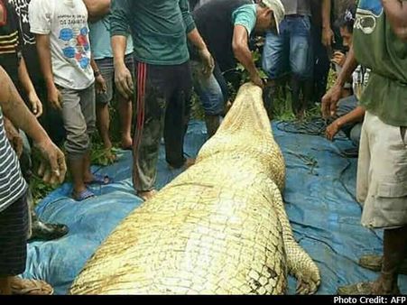 இந்தோனேசியாவில் மக்களை அச்சுறுத்தி வந்த ராட்சத முதலை சுட்டுக் கொலை... வயிற்றில் கை, கால்கள் கண்டெடுப்பு