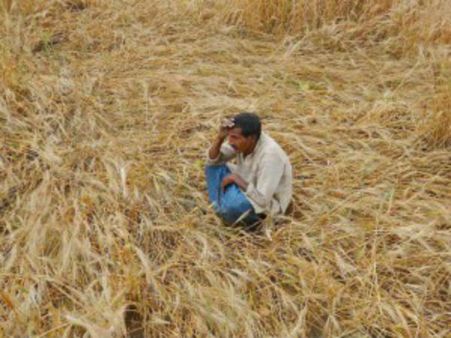 விளைச்சலோ அமோகம்... விலையோ குறைவு - நெல் மூட்டைகளை விற்க முடியாமல் நெல்லை விவசாயிகள் தவிப்பு