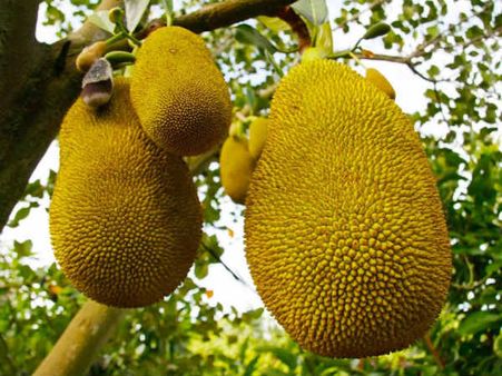 கேரள மாநில பழமாகிறது ‘பலாப்பழம்‘ விரைவில் அதிகாரப்பூர்வ அறிவிப்பு