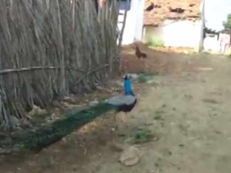 கிருஷ்ணகிரி அருகே மயிலுக்கு உணவளித்து பராமரிக்கும் அதிசய கிராமம்