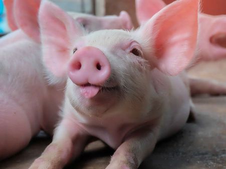 இனி வைரஸ் பயம் இல்லை.. உறுப்பு மாற்றுக்காக ஆய்வகத்தில் உருவாக்கப்படும் பன்றிகள்.. விஞ்ஞானிகள் சாதனை