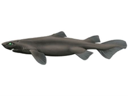 அட்லாண்டிக் கடலில் வாழும் அரிய வகை மீன்கள் சென்னை மீனவர் வலையில் சிக்கியது!