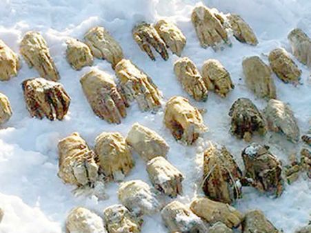 பனிக்கட்டியில் புதைந்திருந்த 54 வெட்டப்பட்ட கைகள்.. யார் வெட்டியது, ஏன்.. ரஷ்யாவில் விலகாத மர்மம்