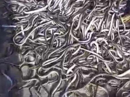 வேலூர்: ஒரே வீட்டில் பிடிபட்ட 100 பாம்பு குட்டிகள் - வனத்துறையினர் மீட்பு - மக்கள் அதிர்ச்சி