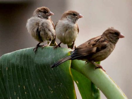 வா.. வா... என் அழகிய சிட்டுக்குருவியே!