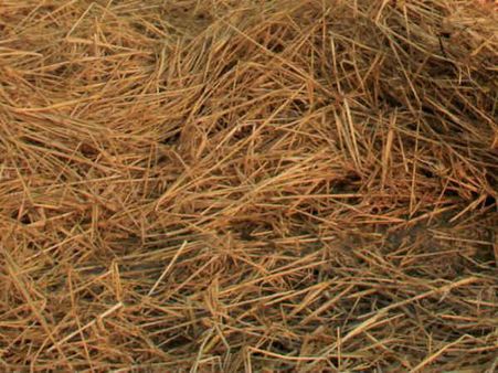 வைக்கோல் விலை அதிகரிப்பு : மழை இல்லாததால் தென்மாவட்டங்களில் கால்நடை தீவனங்களுக்கு தட்டுப்பாடு